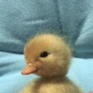 Meet your Posher, Gigi